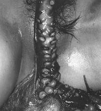 Sawatari Hajime Japanese female erotica octopus tentacles
