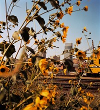 Omaha, NE (Downtown Through Sunflowers)