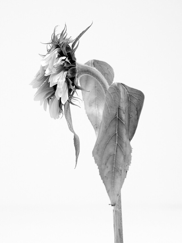 Willy Vanderperre exhibition prints film posters Another Man