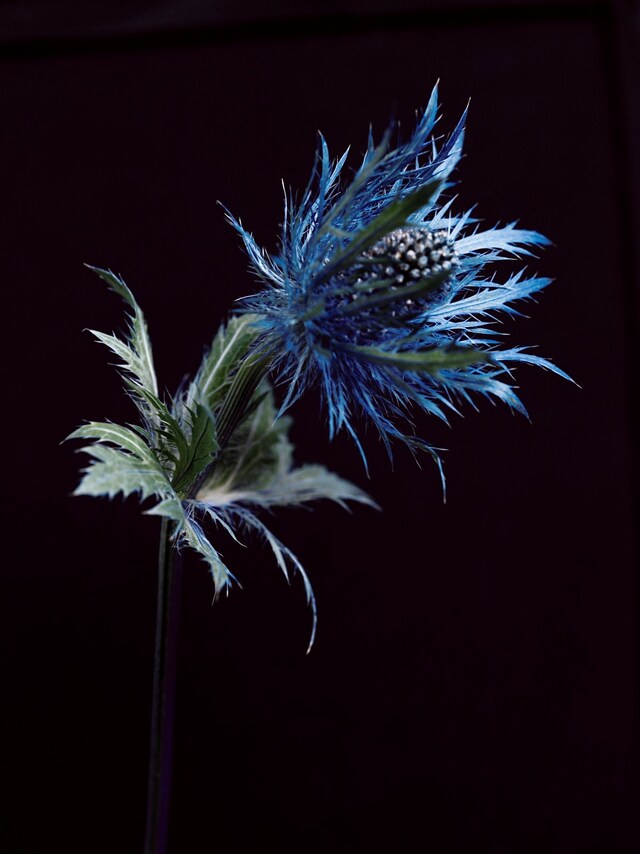 Willy Vanderperre exhibition prints film posters Another Man