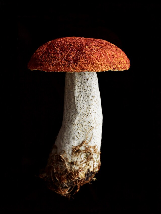 2. Amanda Cobbett, ‘Fungi’ &#169; Andrew Montgomery