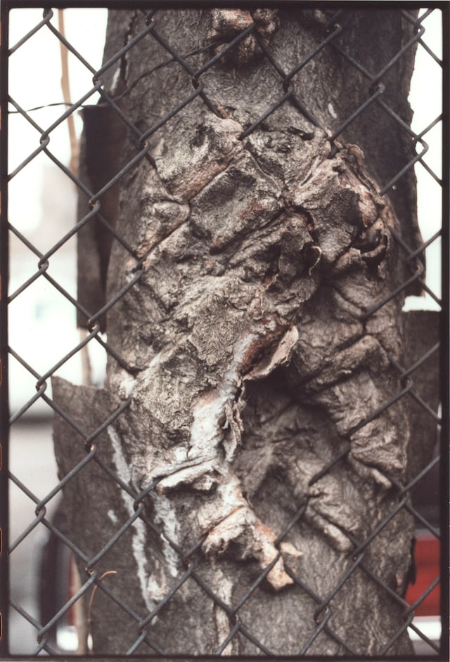 Zoe Leonard_Untitled_2000