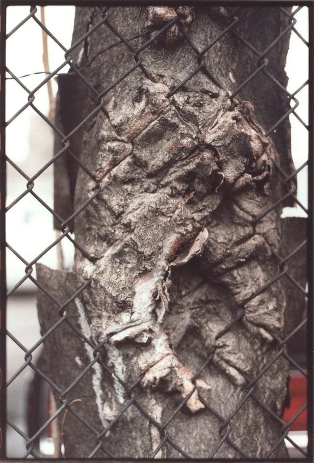 Zoe Leonard_Untitled_2000