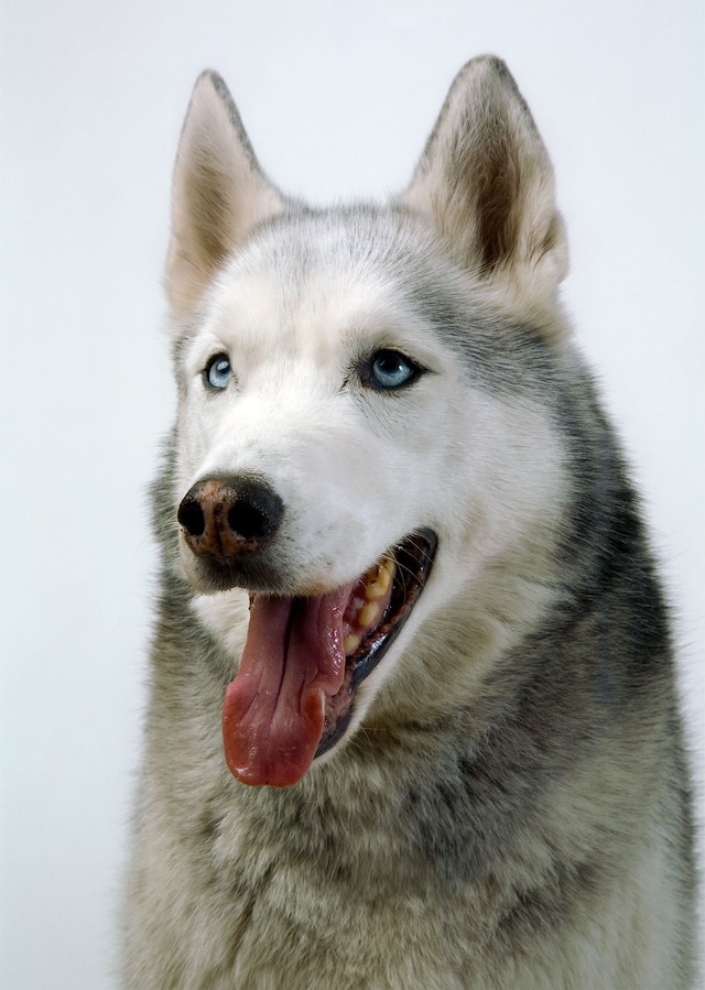 Buck_Ellison_Living_Trust_08_Every Good Boy Does F