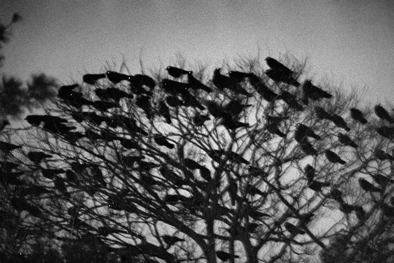 Ravens by Masahisa Fukase