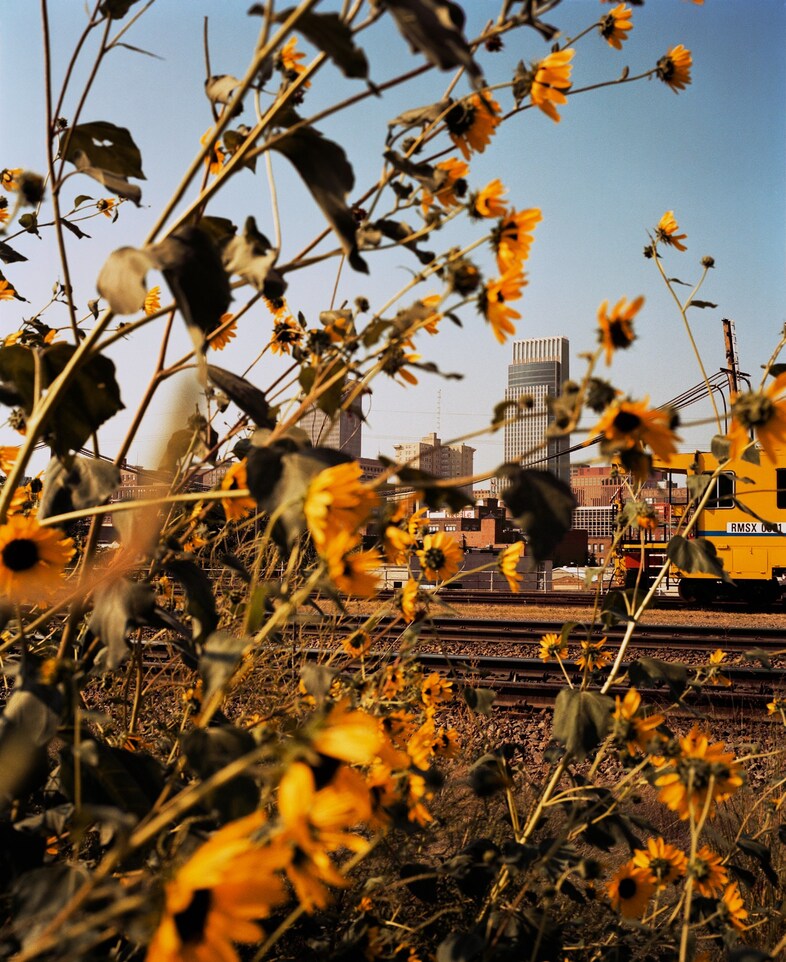 Omaha, NE (Downtown Through Sunflowers)