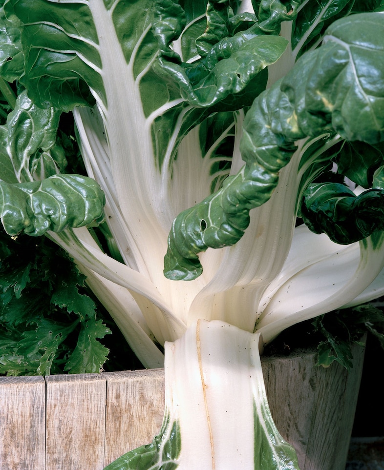 Buck_Ellison_Living_Trust_05_Upper School Greenhou