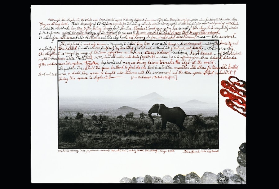 Peter Beard collage