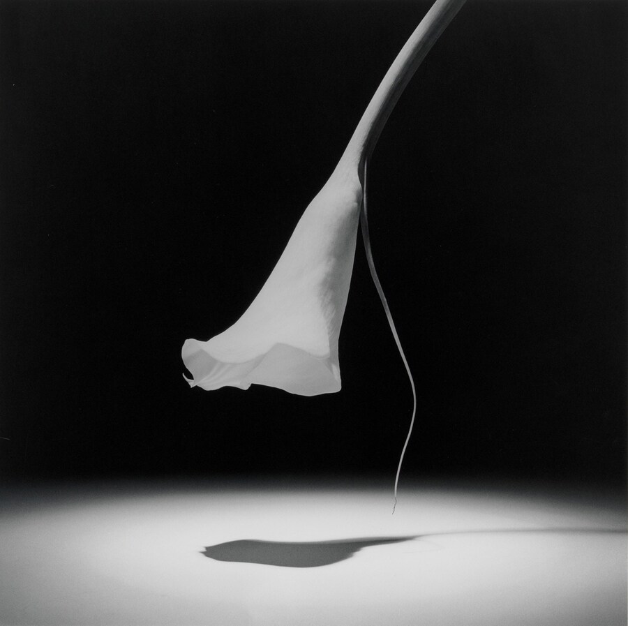 Mappplethorpe_93.4302_Calla Lily 1986