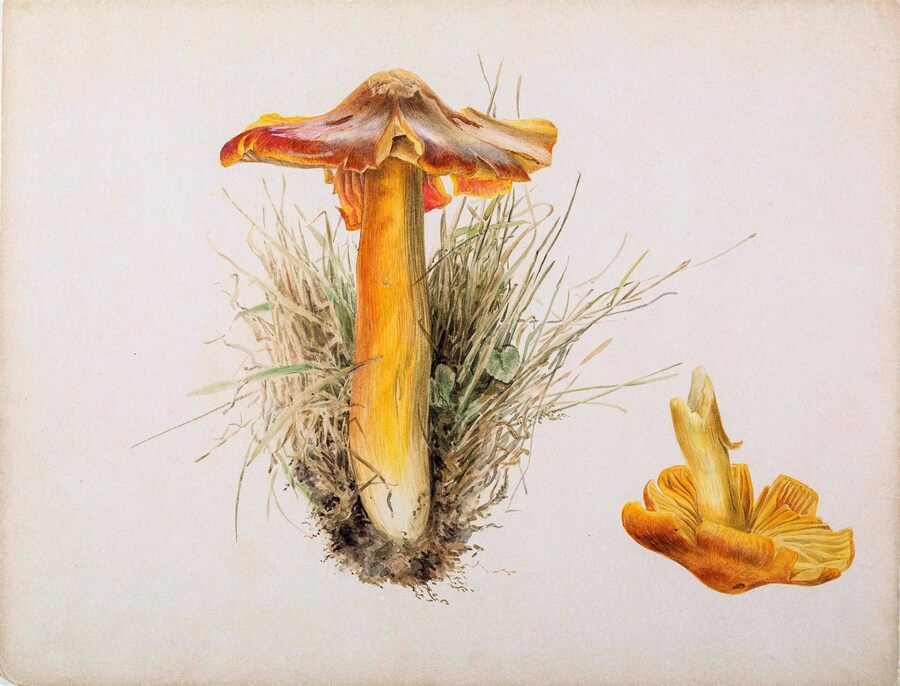 3. Beatrix Potter, Hygrophorus puniceus, pencil an