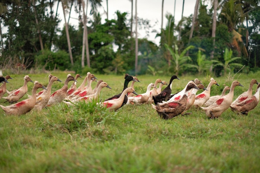 Endless Joy Spring/Summer 2020 SS20 lookbook Bali