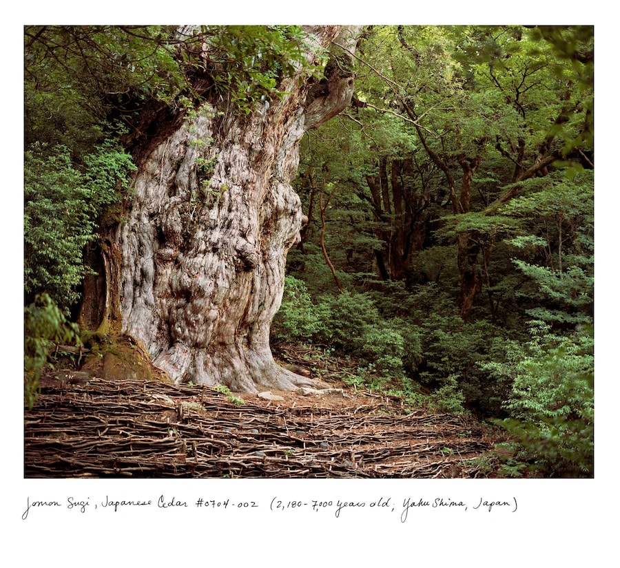 Rachel Sussman_Jomon Sugi, Japanese Cedar #0704-00